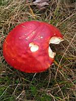 Amanite tue-mouches - Amanita muscaria (01)